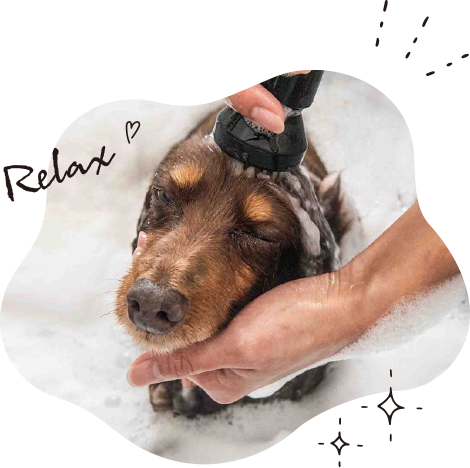 �V�����v�[
